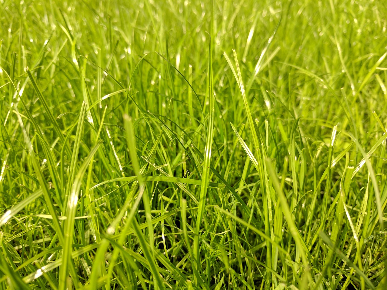 Sekání trávy